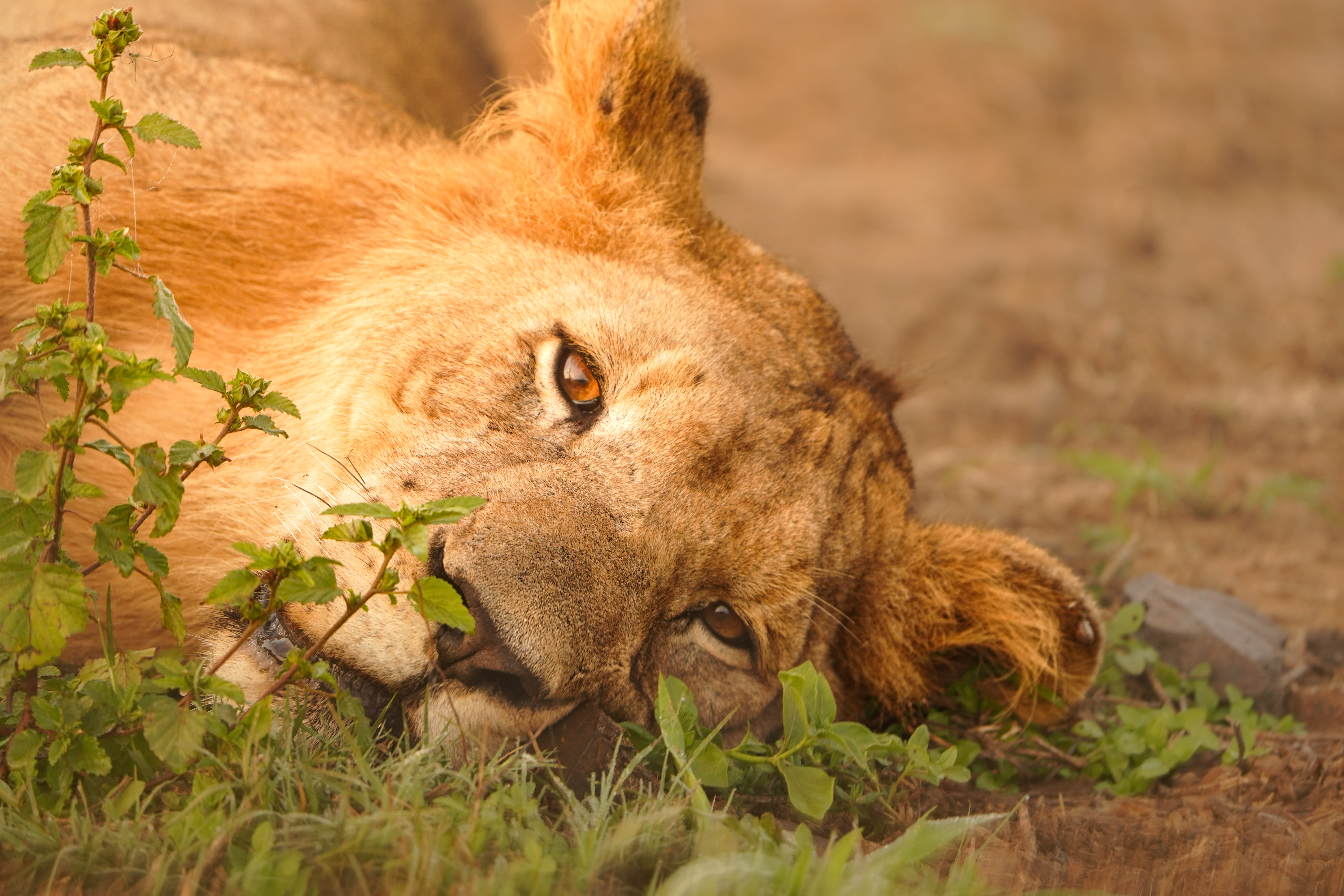 Isabella Drenthen: close up of a lion