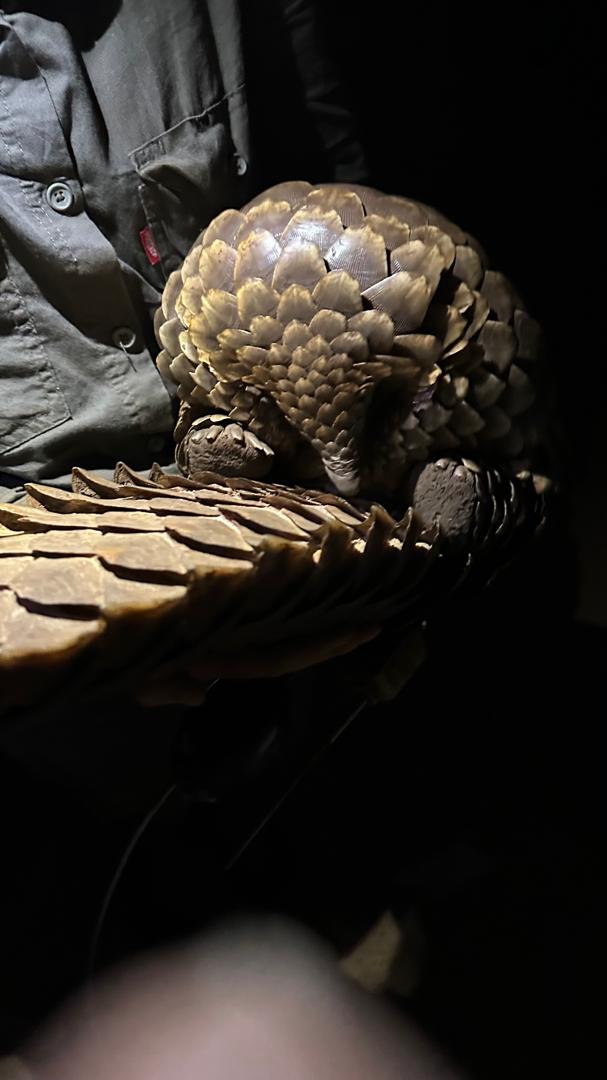 Isabella Drenthen: pangolin being examined by torchlight 