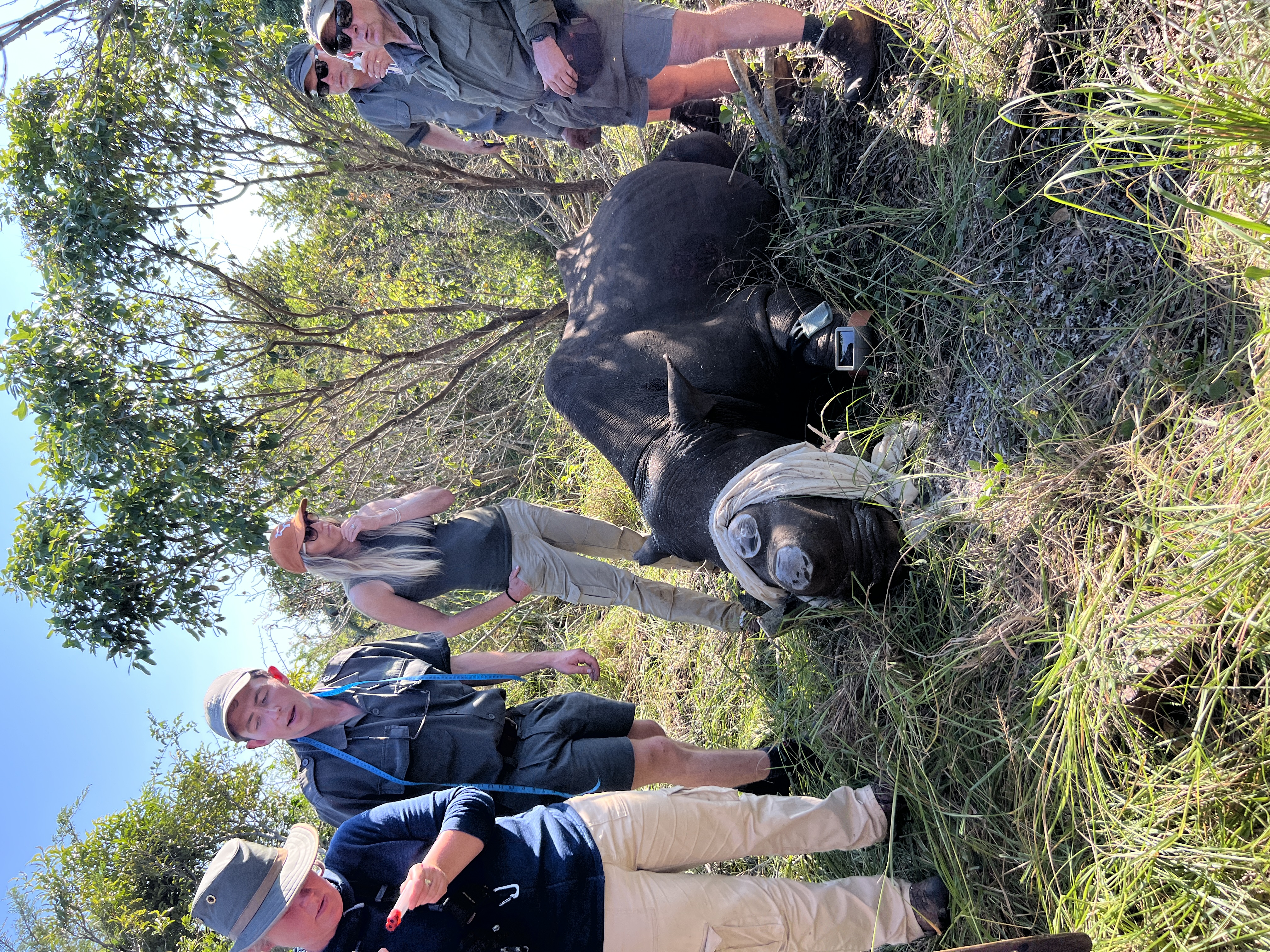 Isabella Drenthen: rhino horn trimming