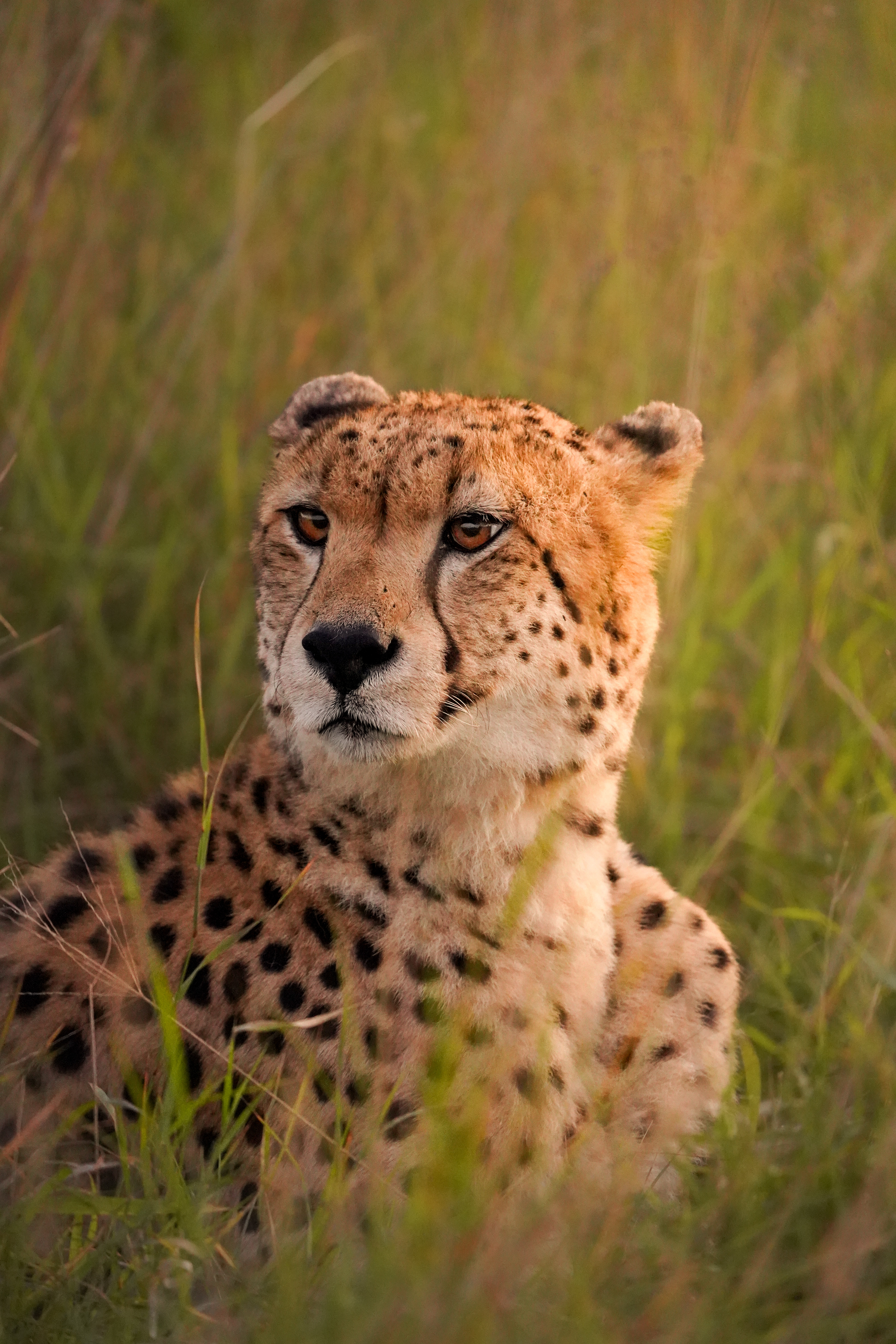 Isabella Drenthen: close up of a cheetah