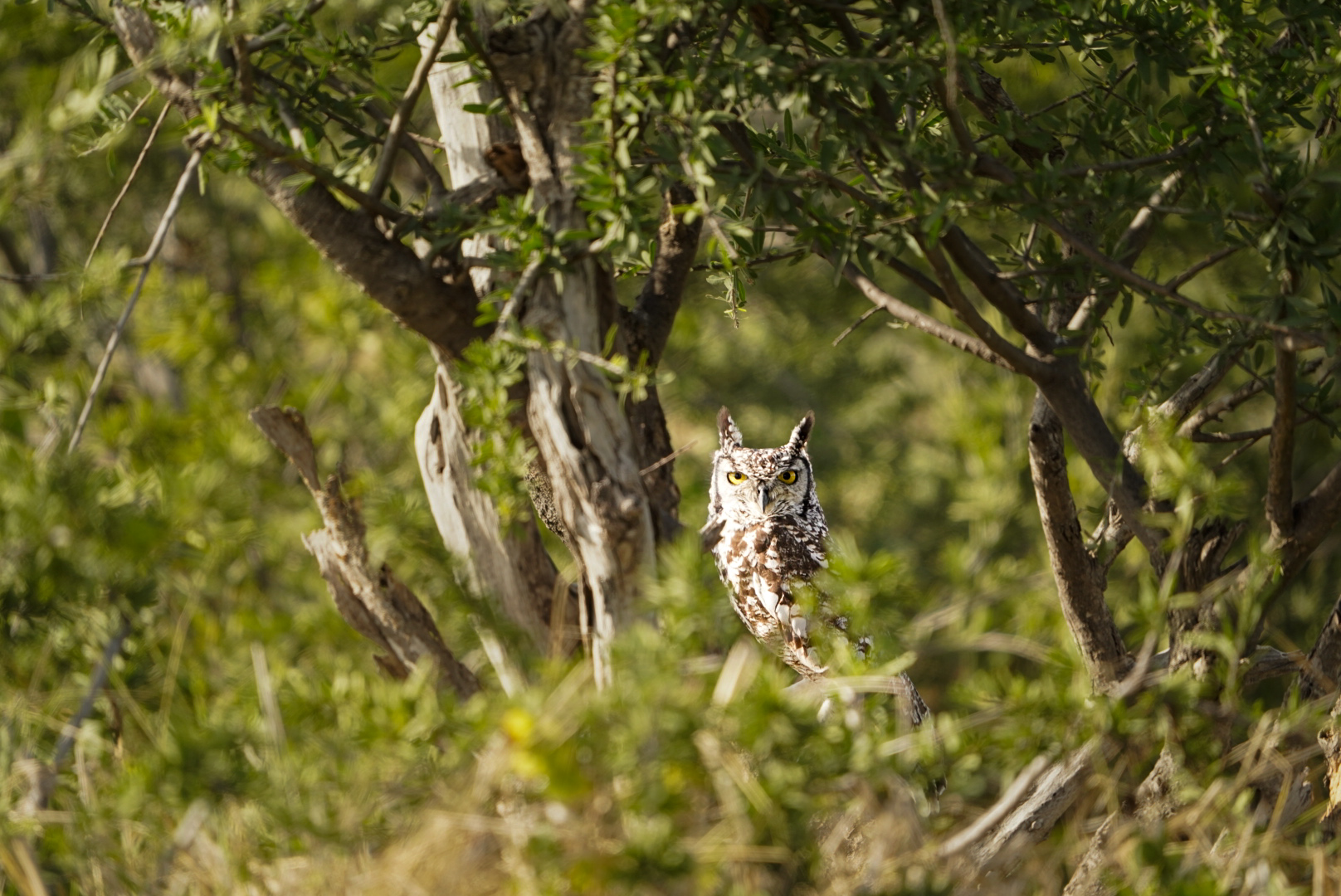 Isabella Drenthen: close up of an owl in a tree