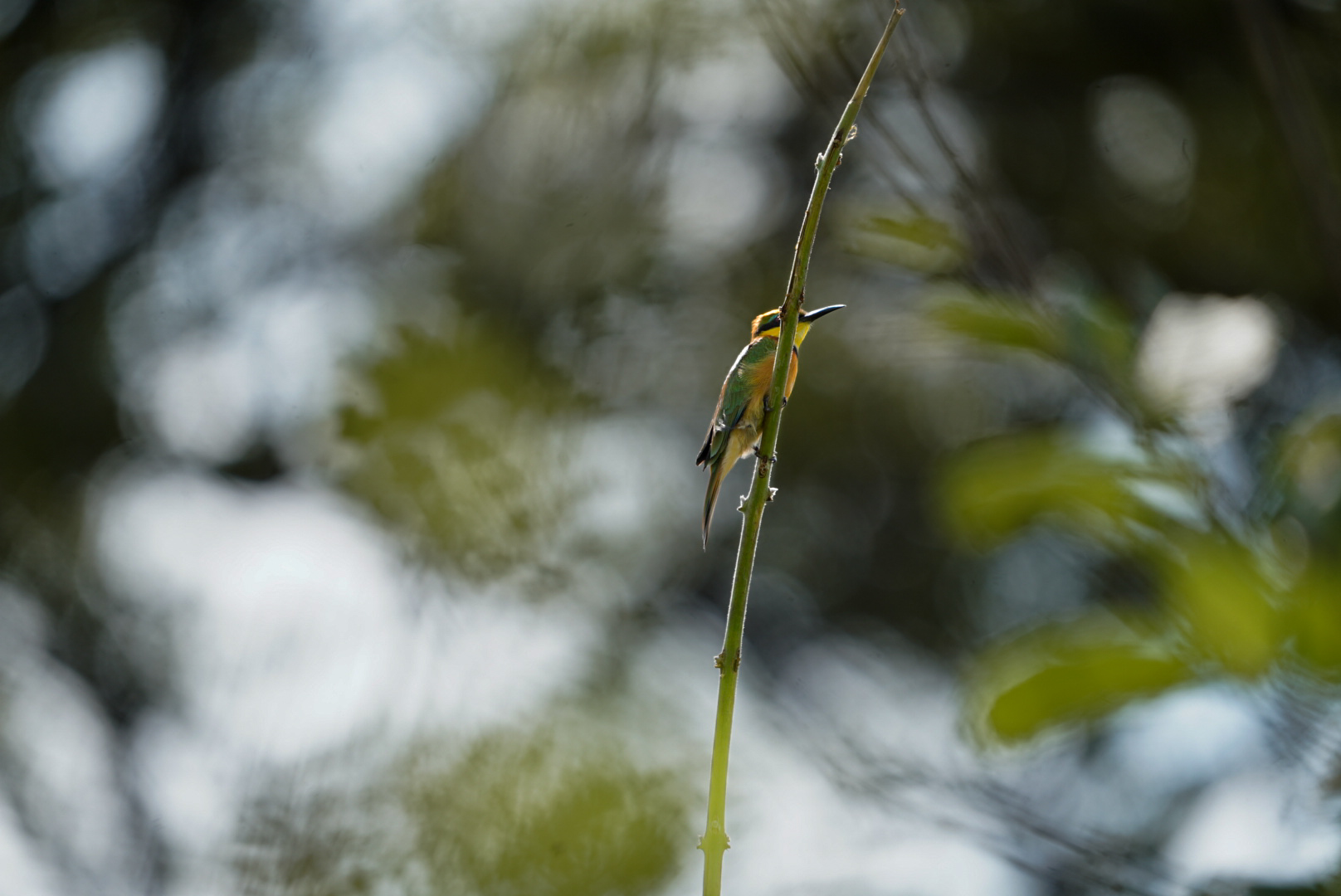 Isabella Drenthen: close up of a bird 