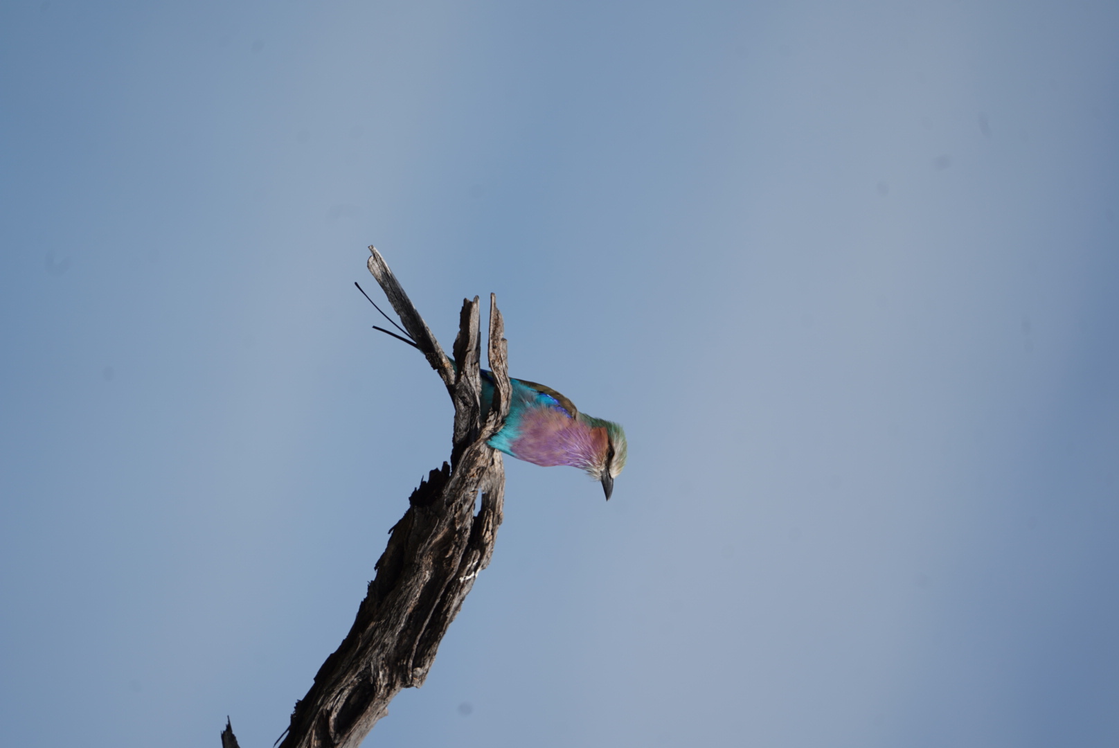 Isabella Drenthen: close up of a bird
