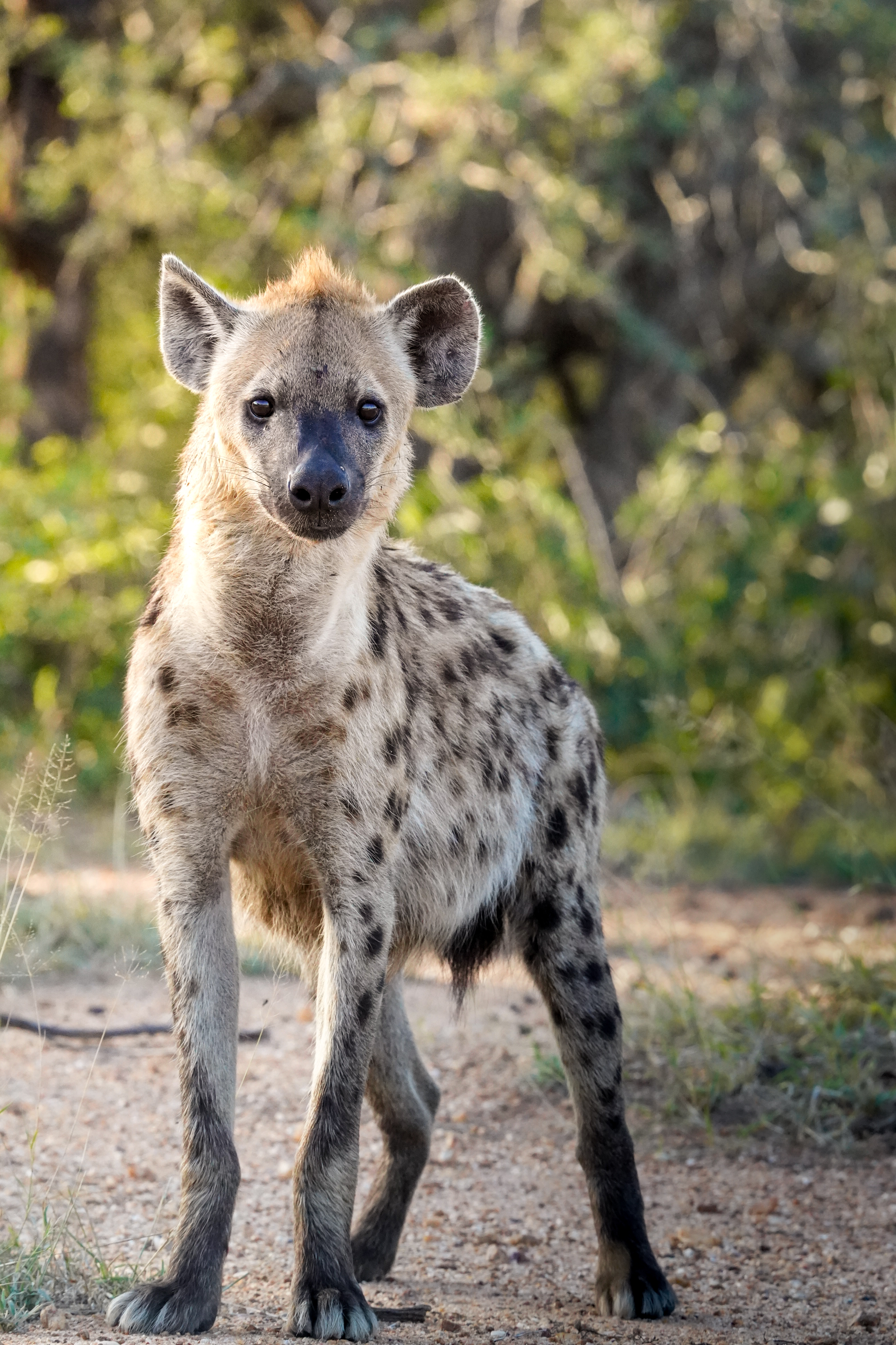 Isabella Drenthen: spotted hyena up close 