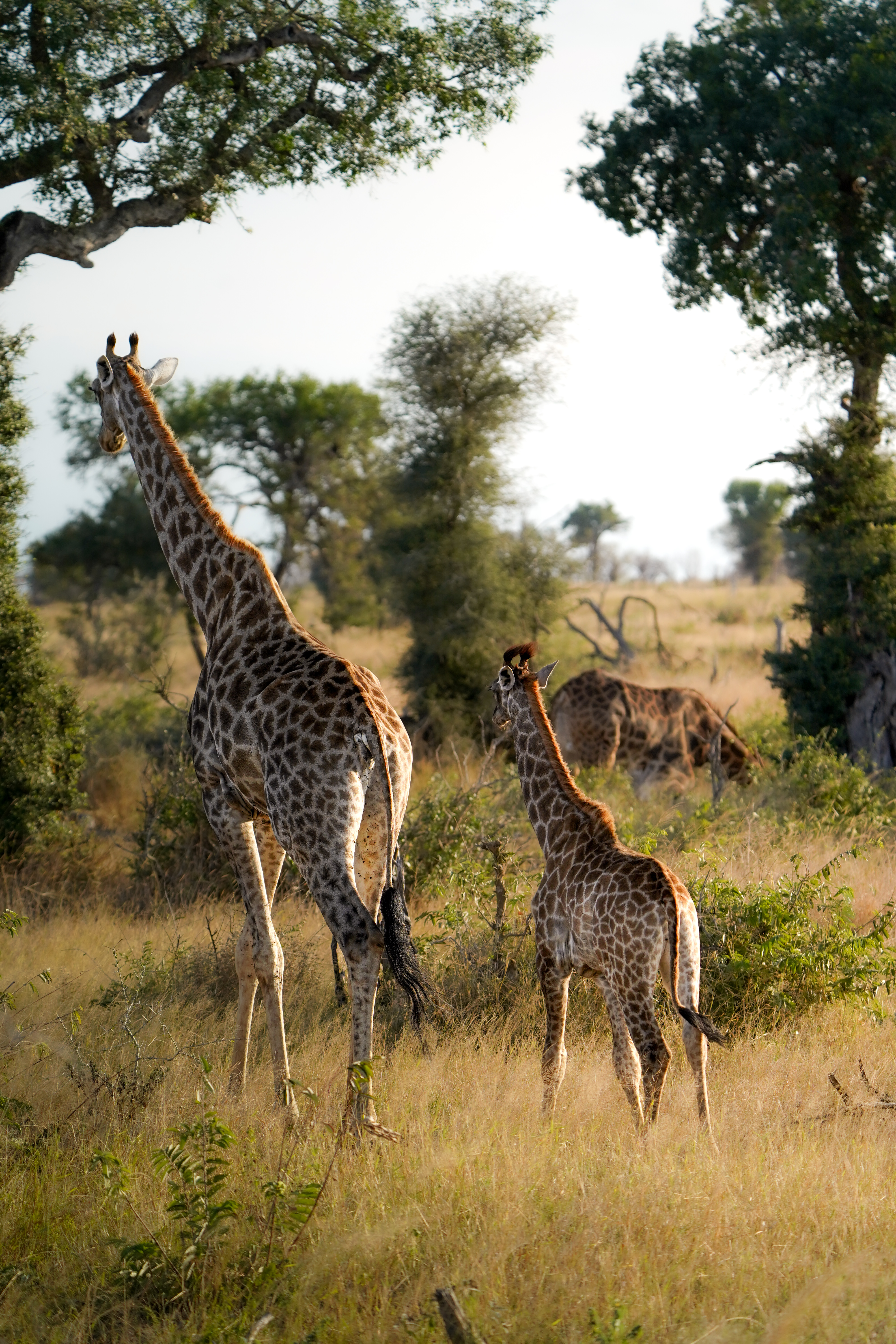 Isabella Drenthen: mother and baby giraffe in the bush