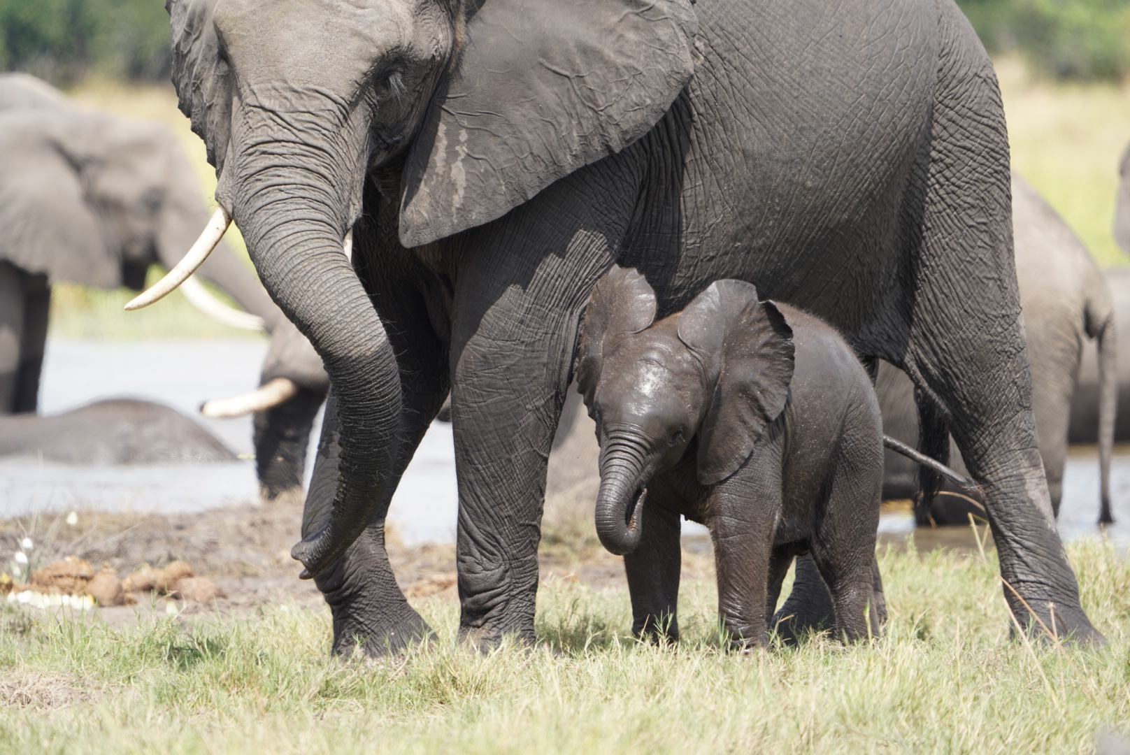 Isabella Drenthen: mother and baby elephant by the water 