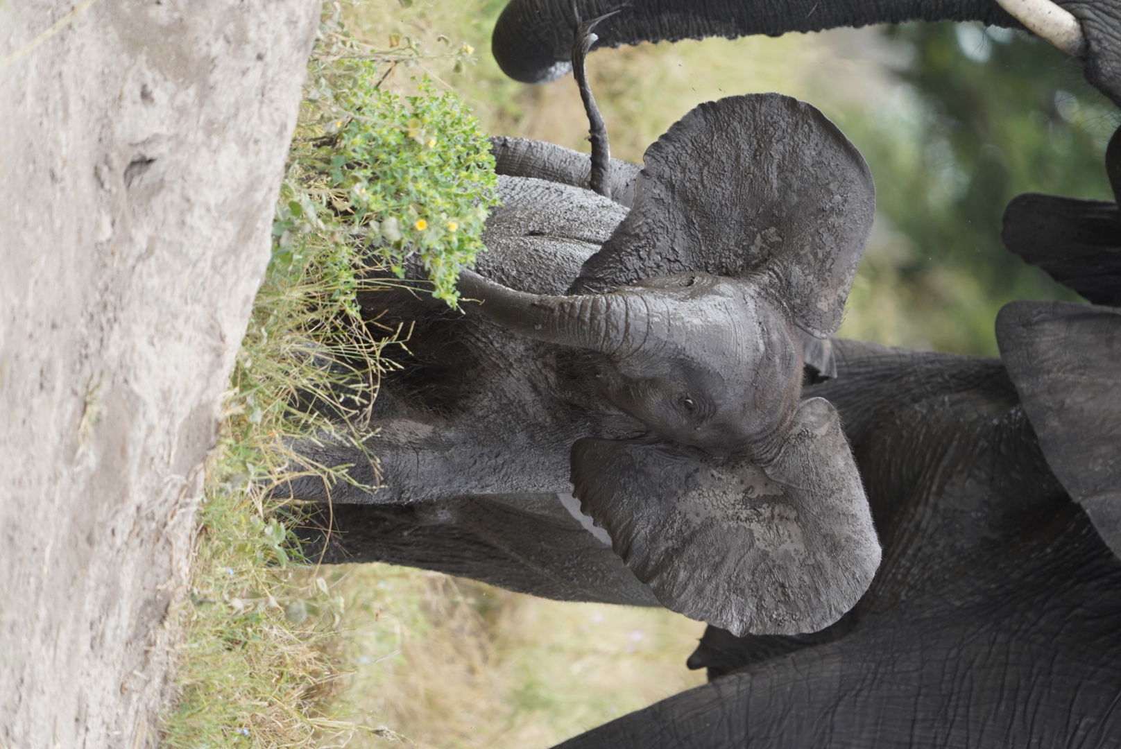 Isabella Drenthen: baby elephant