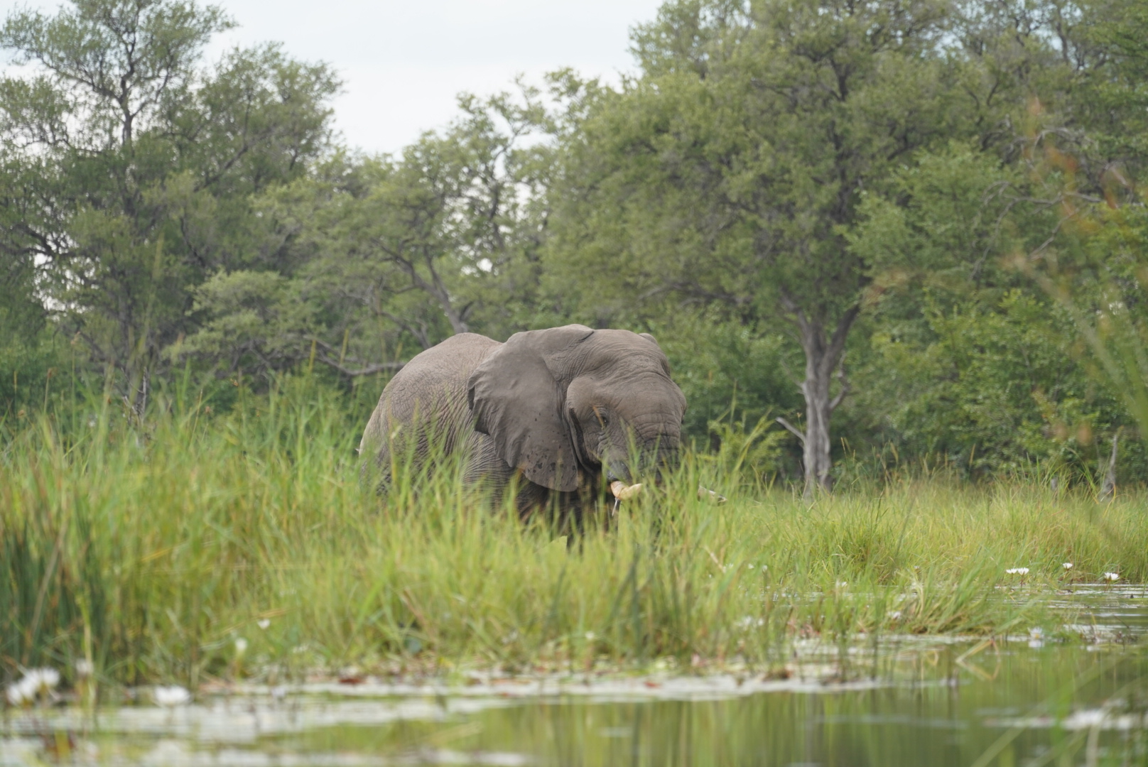 Isabella Drenthen: elephant in the reeds 