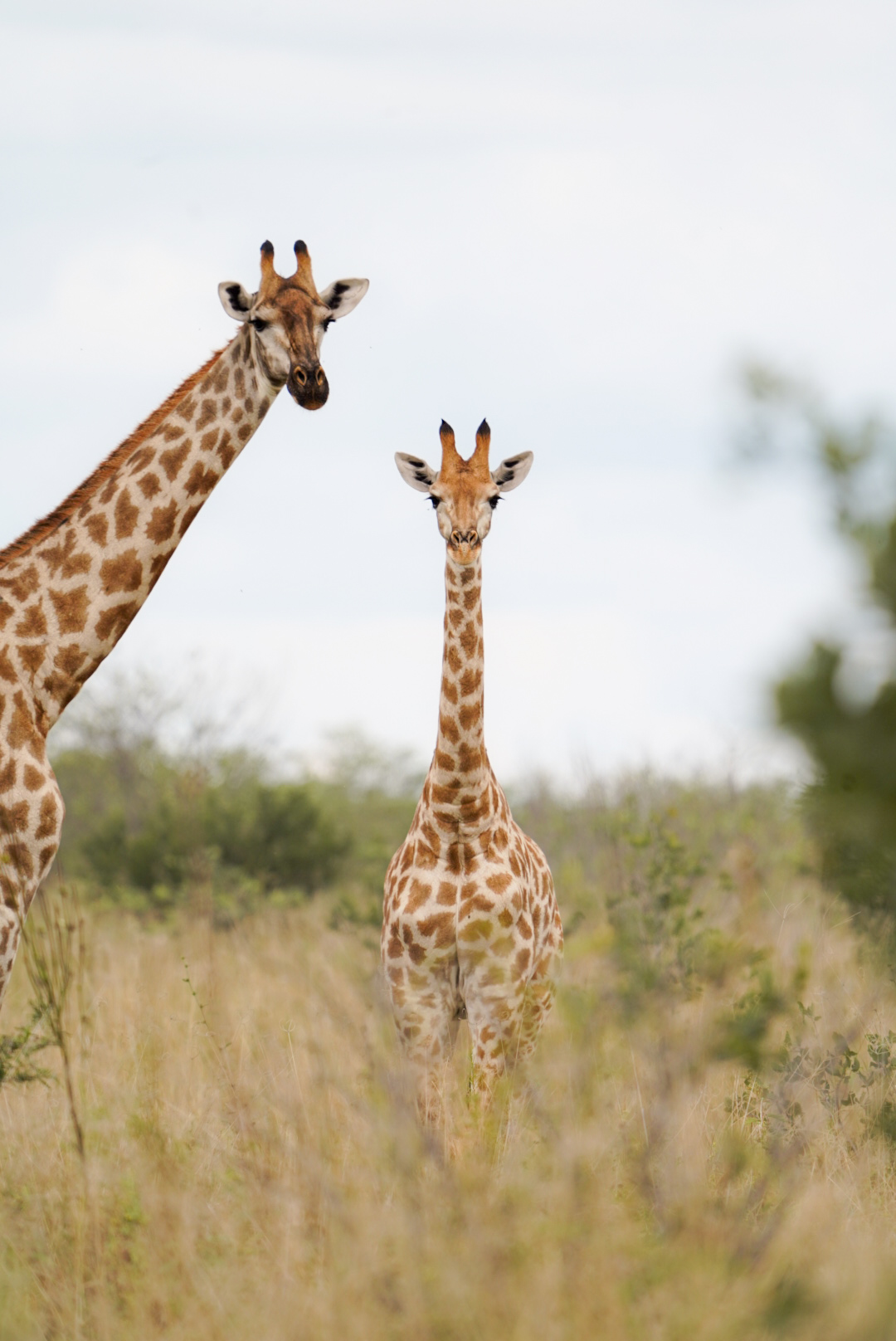 Isabella Drenthen: giraffe in the bush