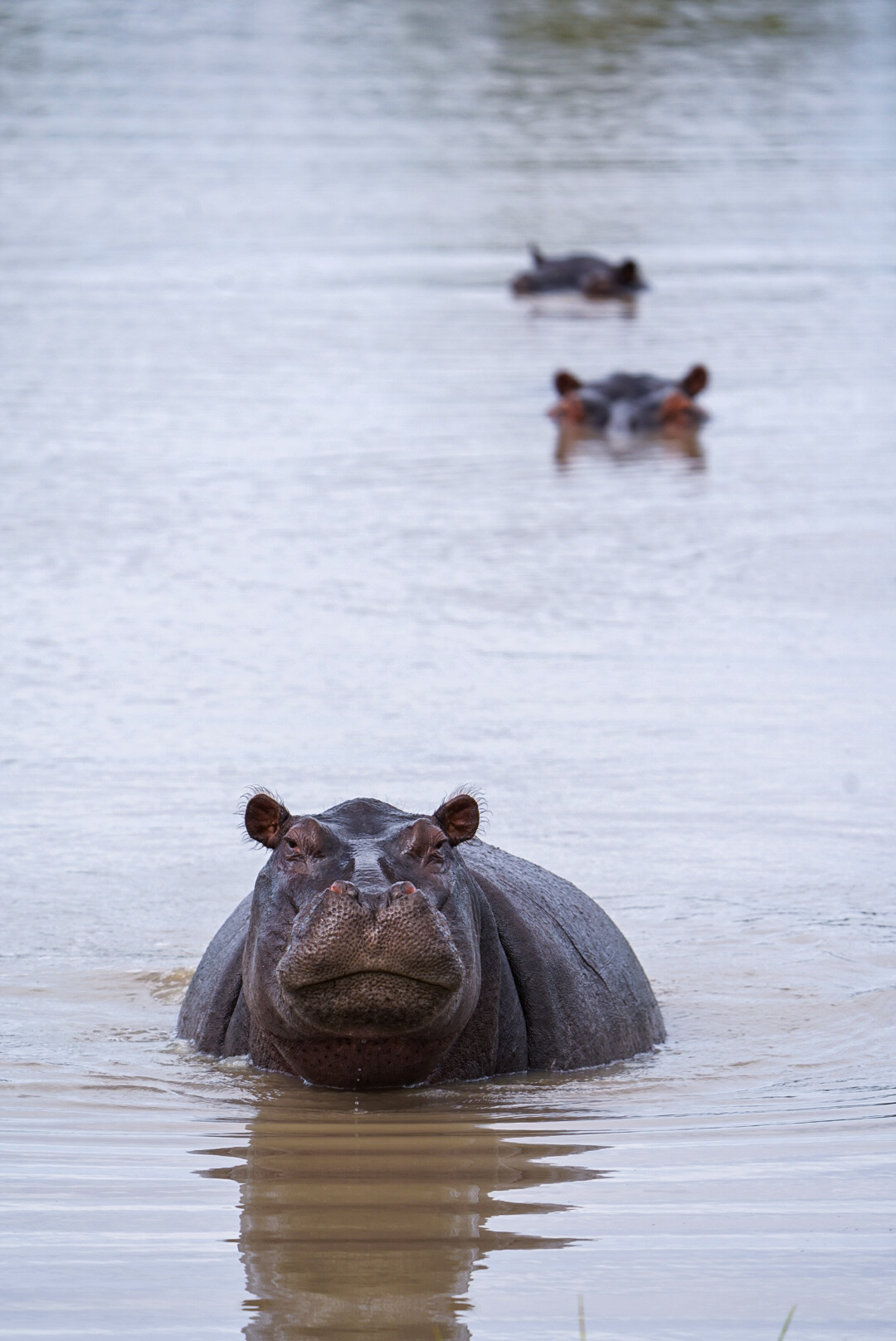 Isabella Drenthen: hippos in the water