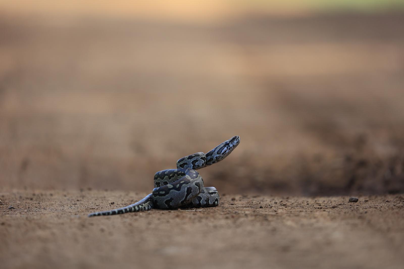 Conservation courses - Conservation courses - African rock python in the road