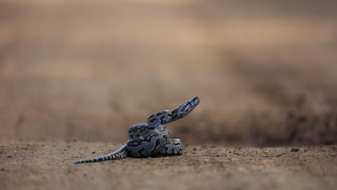 Conservation courses - Conservation courses - African rock python in the road