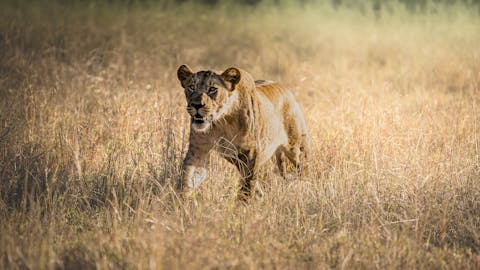 African wildlife adventures - Longer african wildlife adventures - Lion walking with the sun touching its skin
