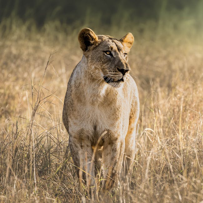 Conservation Travel - Lion at Phinda - African Conservation Experience