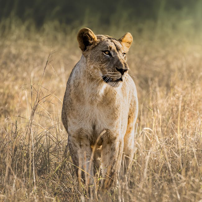 Wildlife Travel - Lion at Phinda - African Conservation Experience