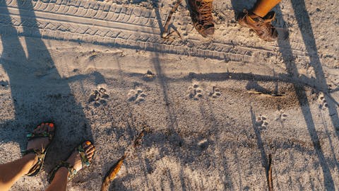 Conservation research volunteer - Wildlife Research and Management - Tracks / Spoor in Botswana