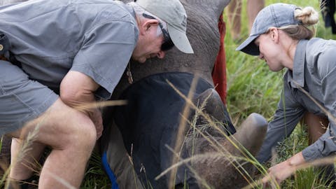 Conservation research volunteer - Wildlife Research and Management - Rhino horn trimming at Phinda