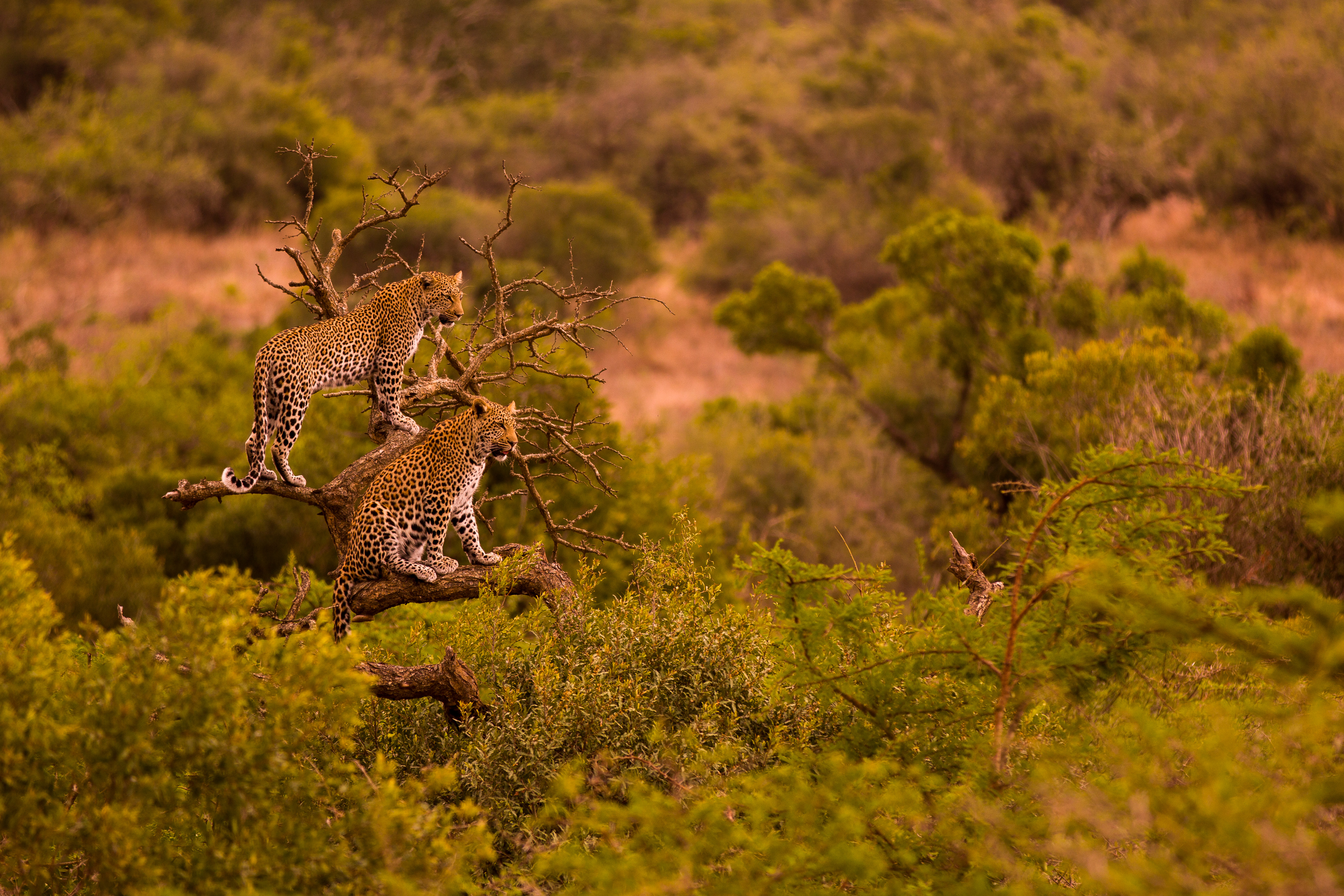 Conservation research volunteer - Wildlife Research and Management - Leopard in the Okavango