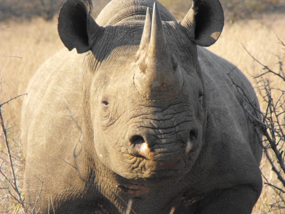 Ethics in conservation - Black Rhino