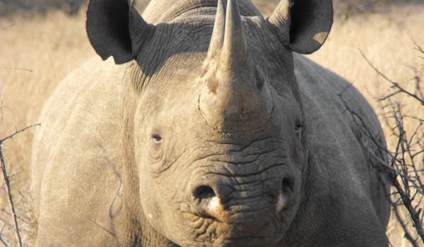 Ethics in conservation - Black Rhino
