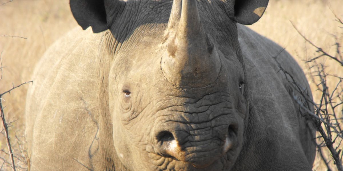 Ethics in conservation - Black Rhino