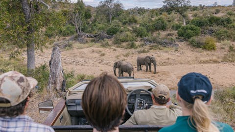 Gap year wildlife conservation - Gap year experiences - Group monitoring Elephants on a game drive