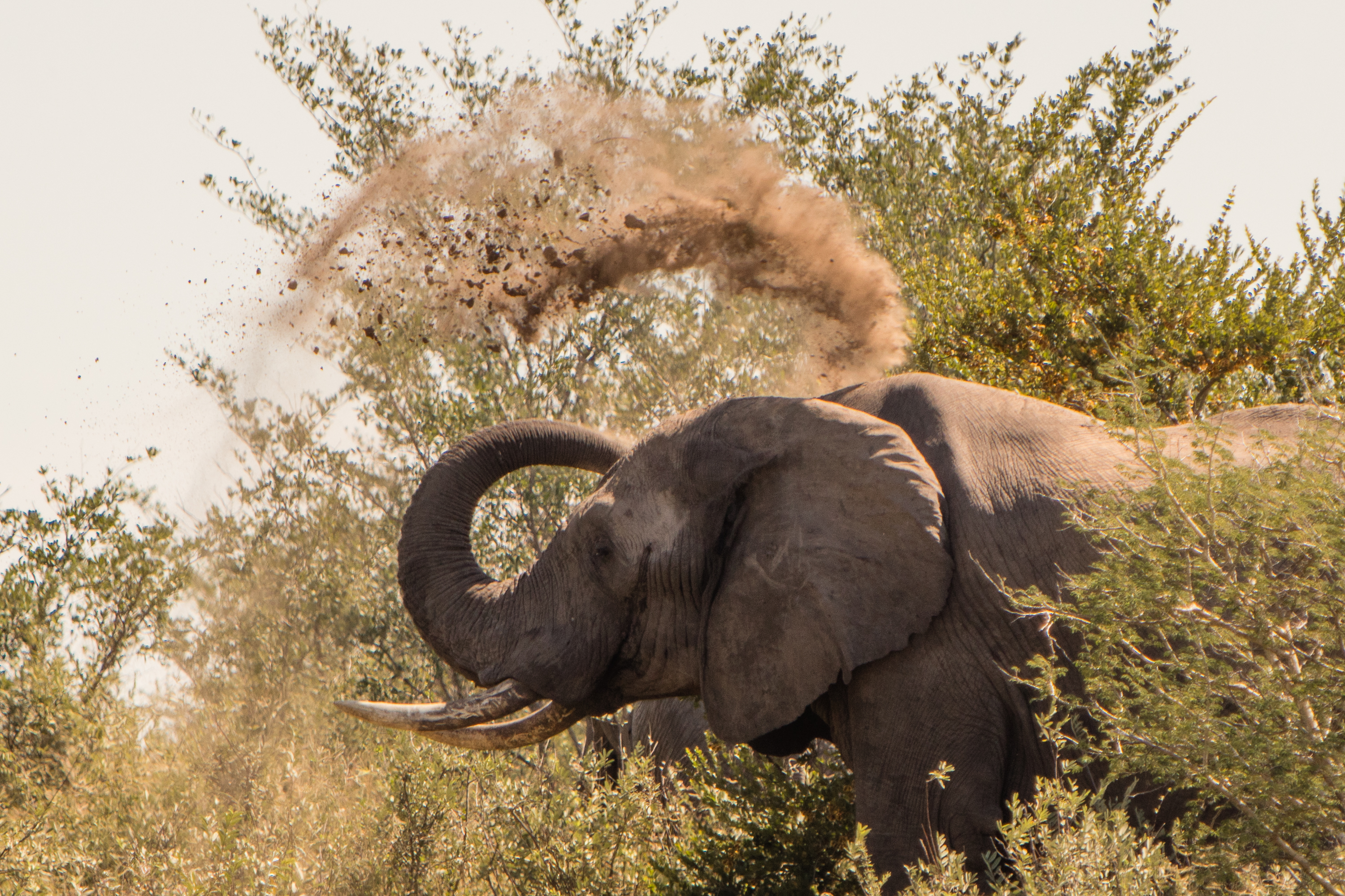 Volunteer work with elephants in Africa - Elephant Conservation Projects - Elephant throwing up dust with its trunk