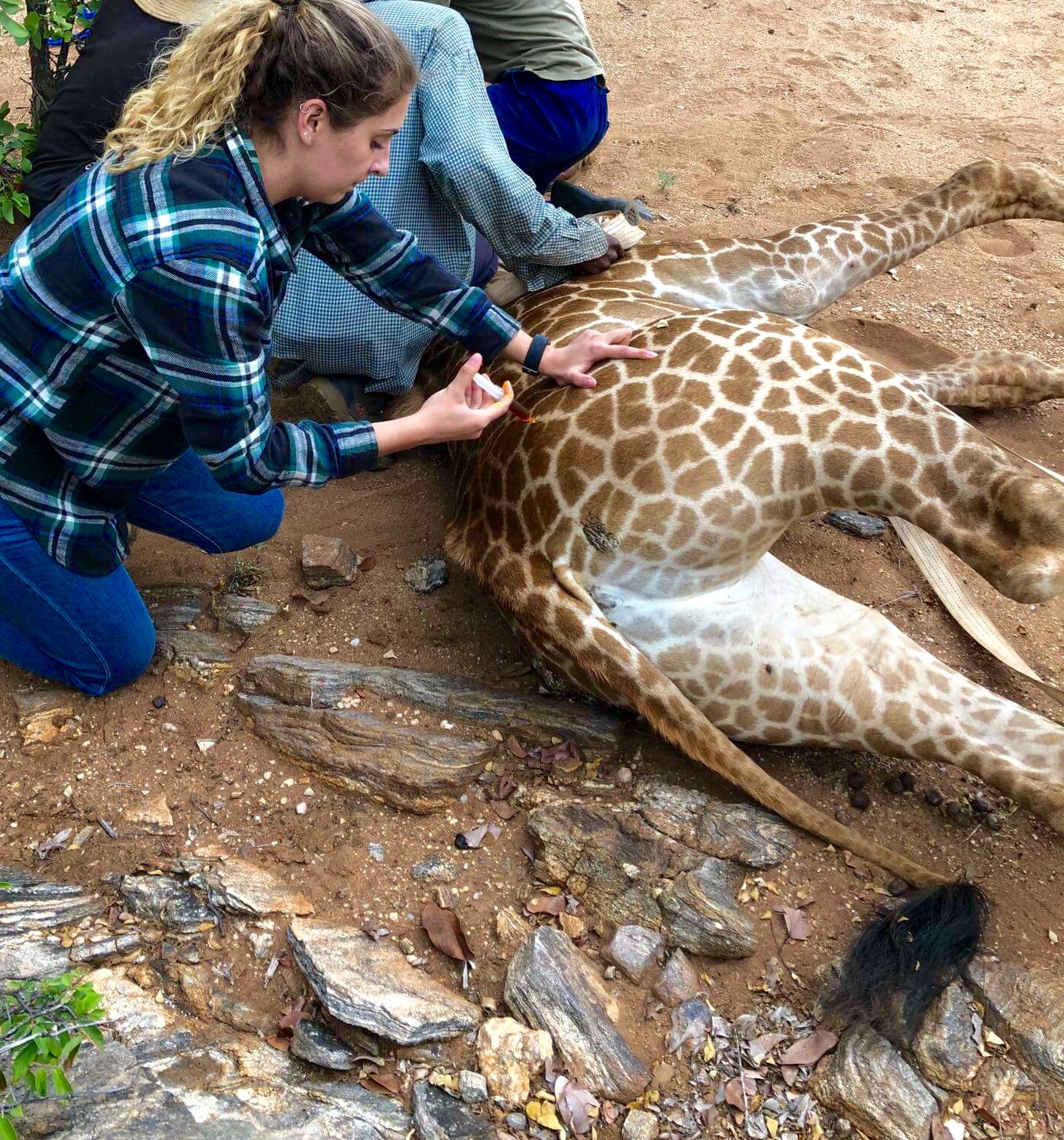 Wildlife vet internship - Veterinary Sciences - Student vet injecting a sedated giraffe 