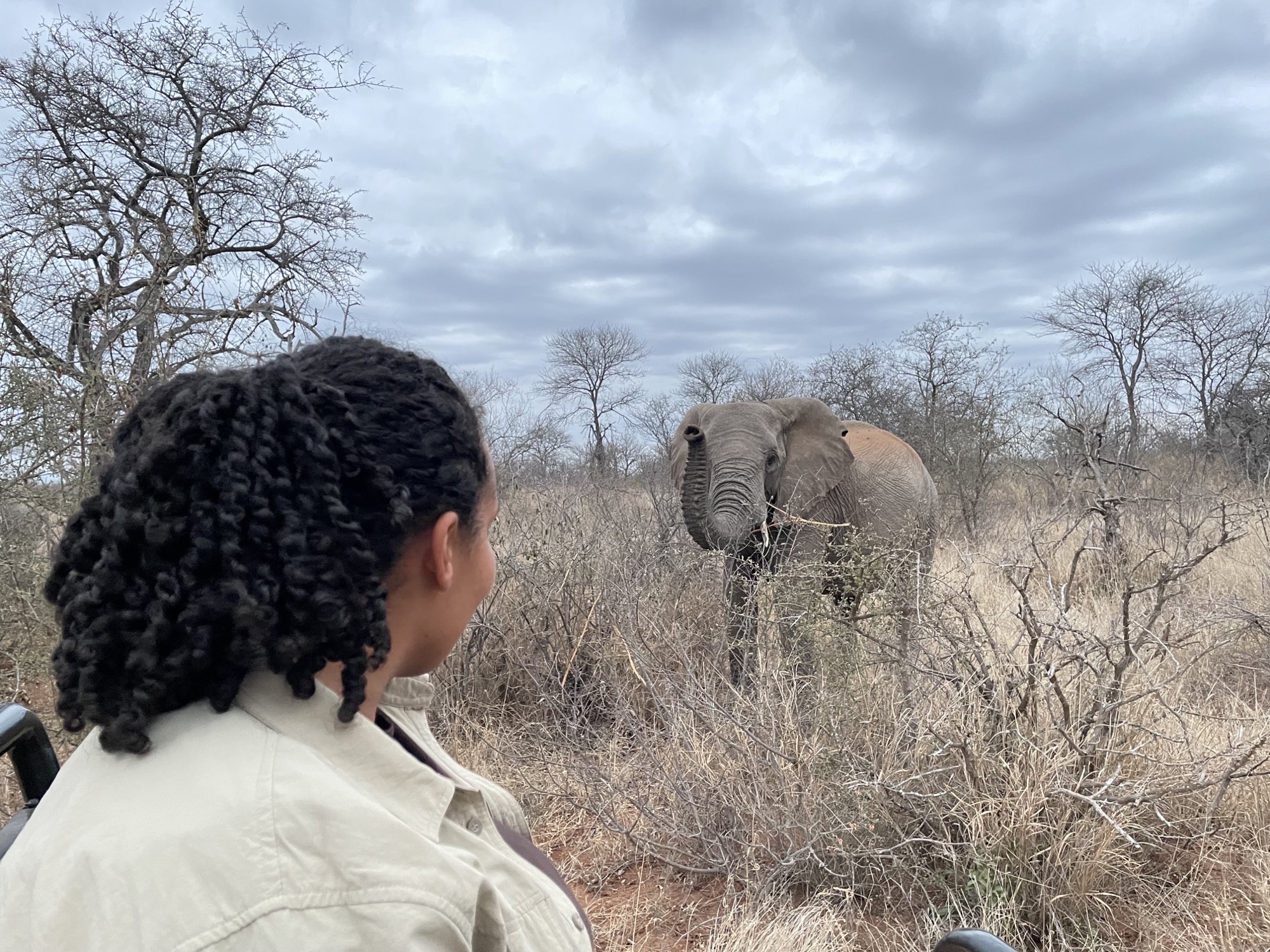 Volunteer work with elephants in Africa - Elephant Conservation Projects - Girl monitoring an Elephant in the bush