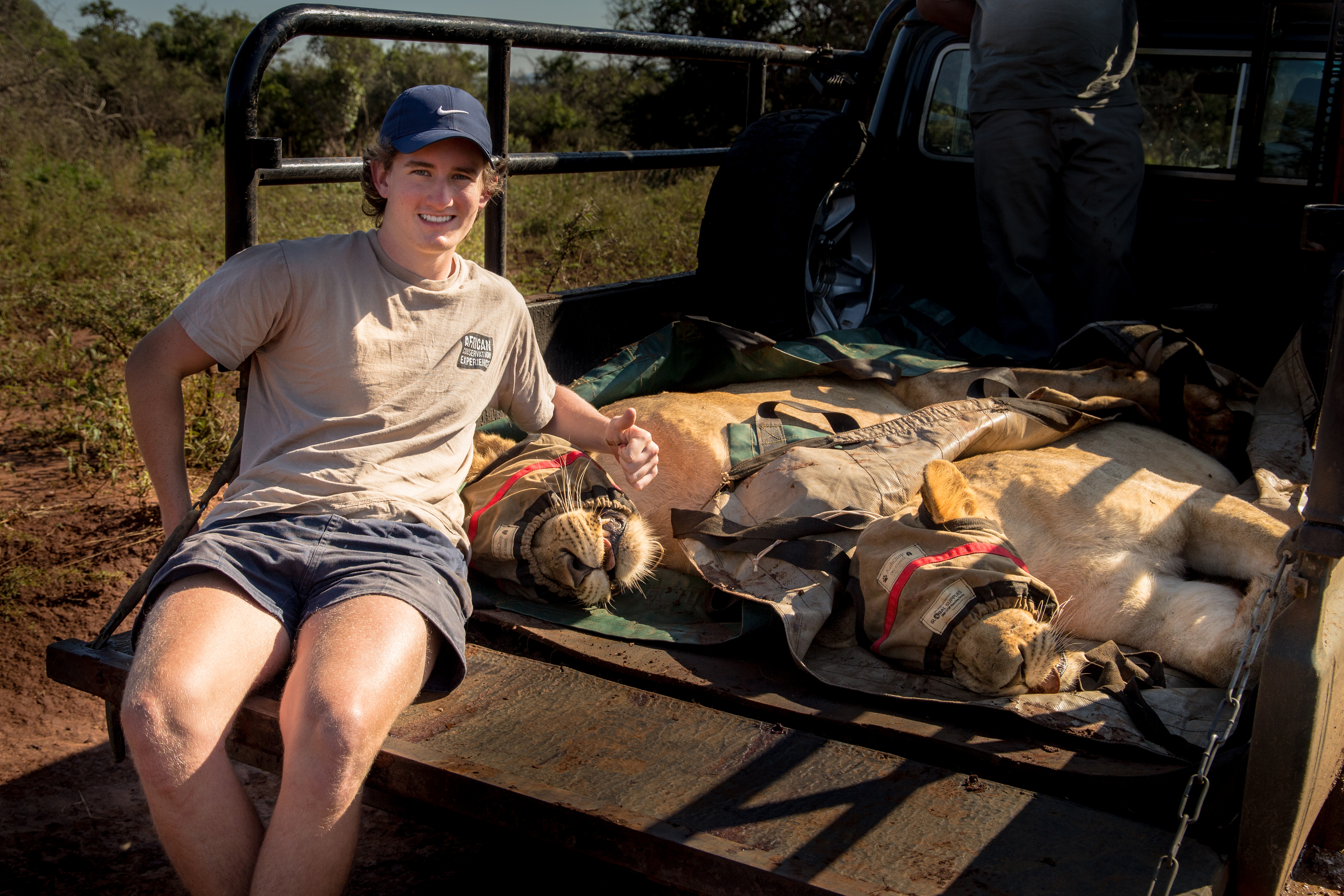 Gap year wildlife conservation - Gap year experiences - Guy posing next to a sedated lion in a lion relocation