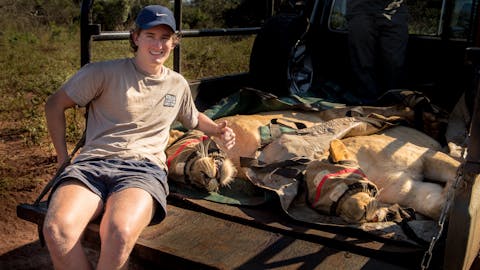Gap year wildlife conservation - Gap year experiences - Guy posing next to a sedated lion in a lion relocation