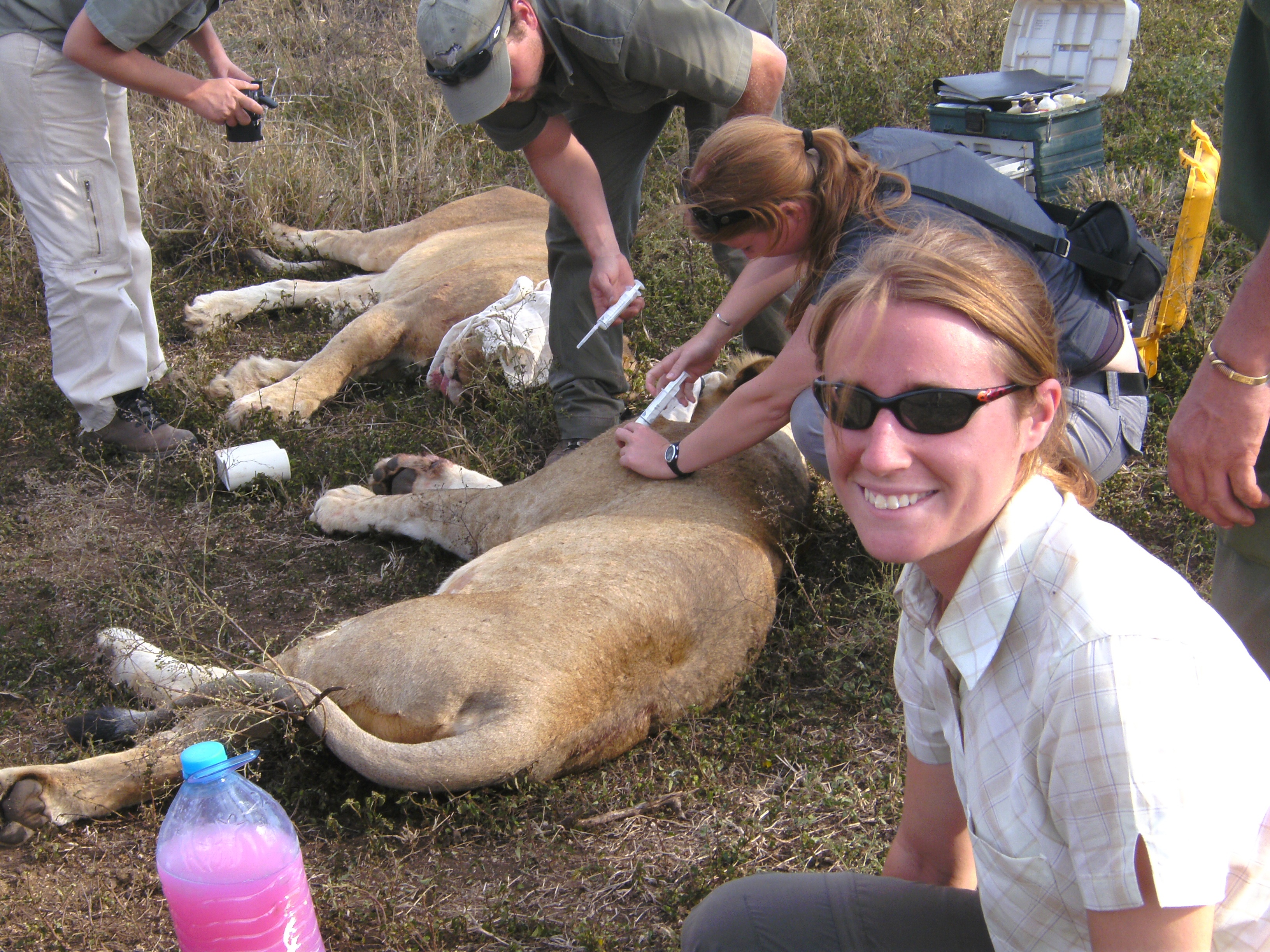 Lion conservation volunteer - Lion conservation experiences - Student smiling whilst a vet team is working on two sedated lions in the field