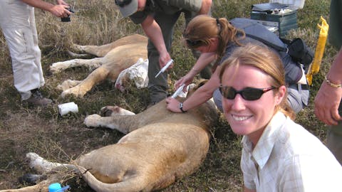 Lion conservation volunteer - Lion conservation experiences - Student smiling whilst a vet team is working on two sedated lions in the field
