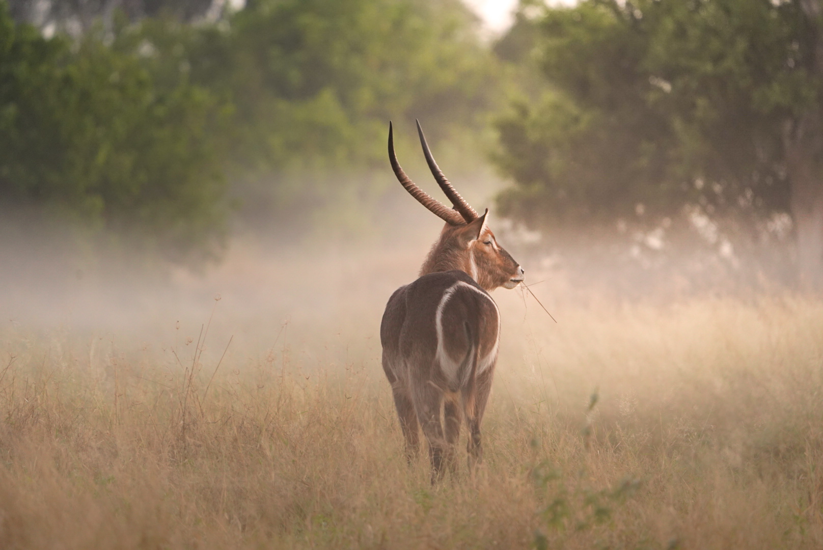 Wildlife short breaks - Wildlife Breaks Up To 14 Nights - Kudu turning its back eating grass in the savannah