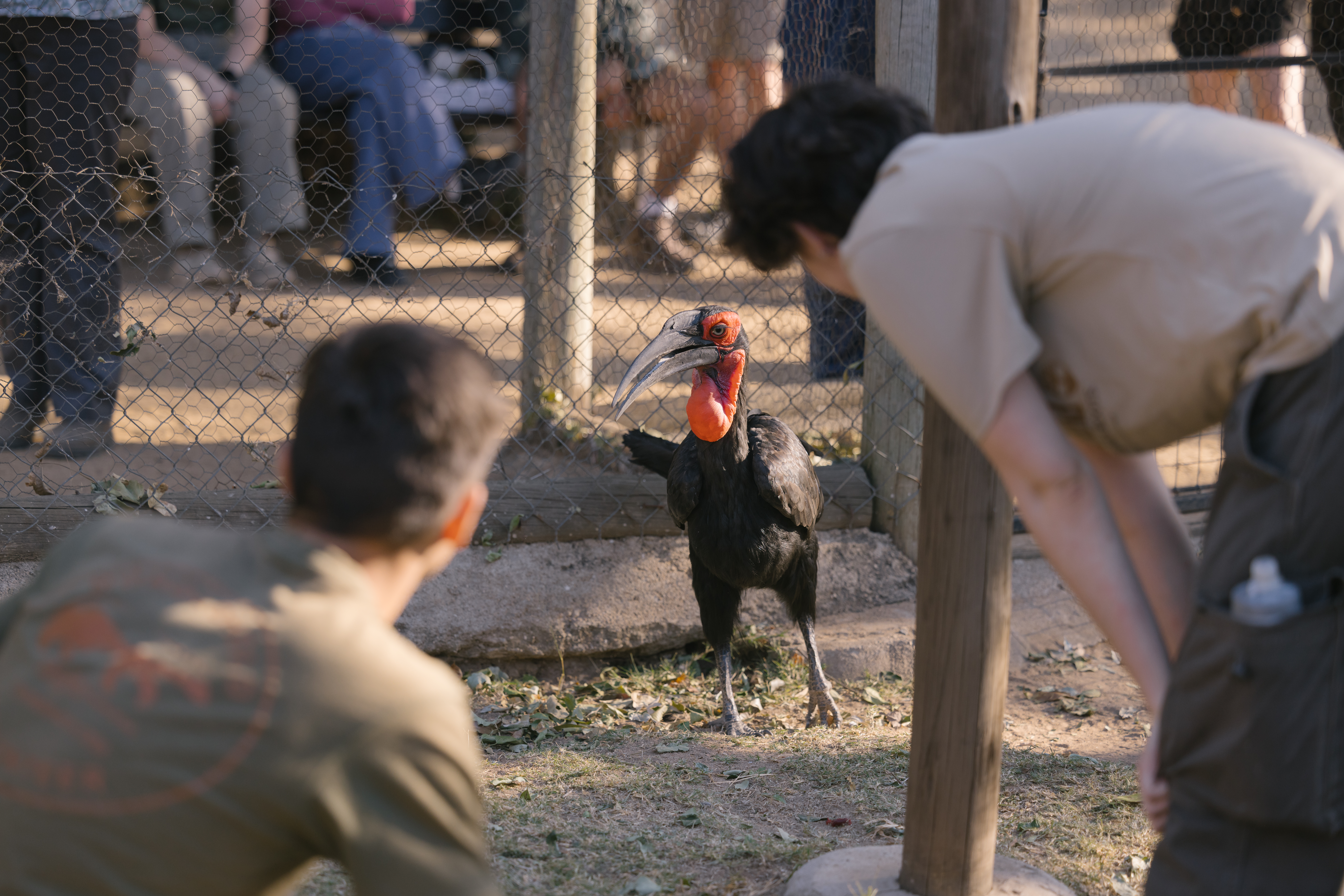 Animal care and conservation field trip to africa - Animal Care Field Trip - Two students viewing a Southern Ground Hornbill