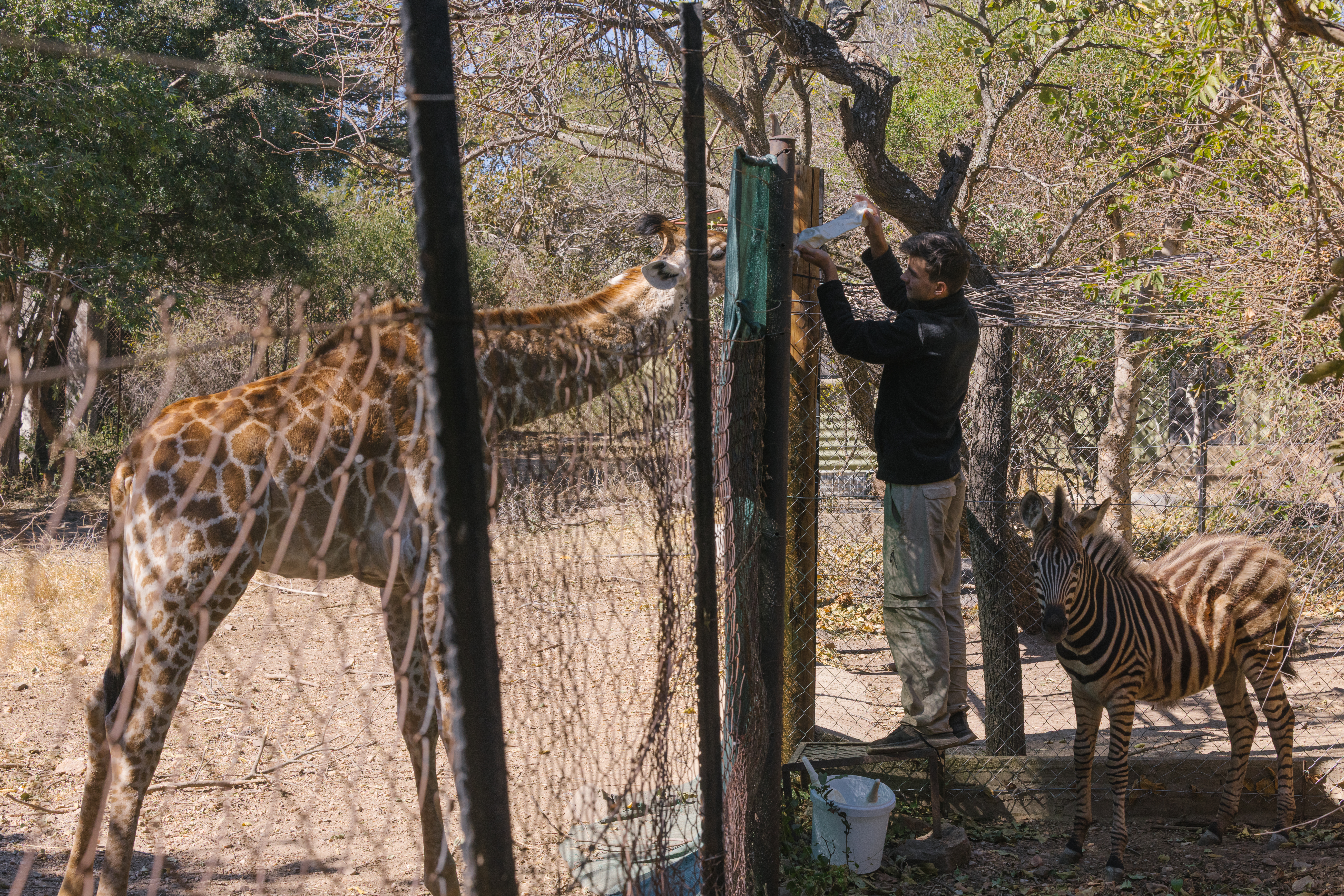 Animal care and conservation field trip to africa - Animal Care Field Trip - Male bottle-feeding a giraffe 