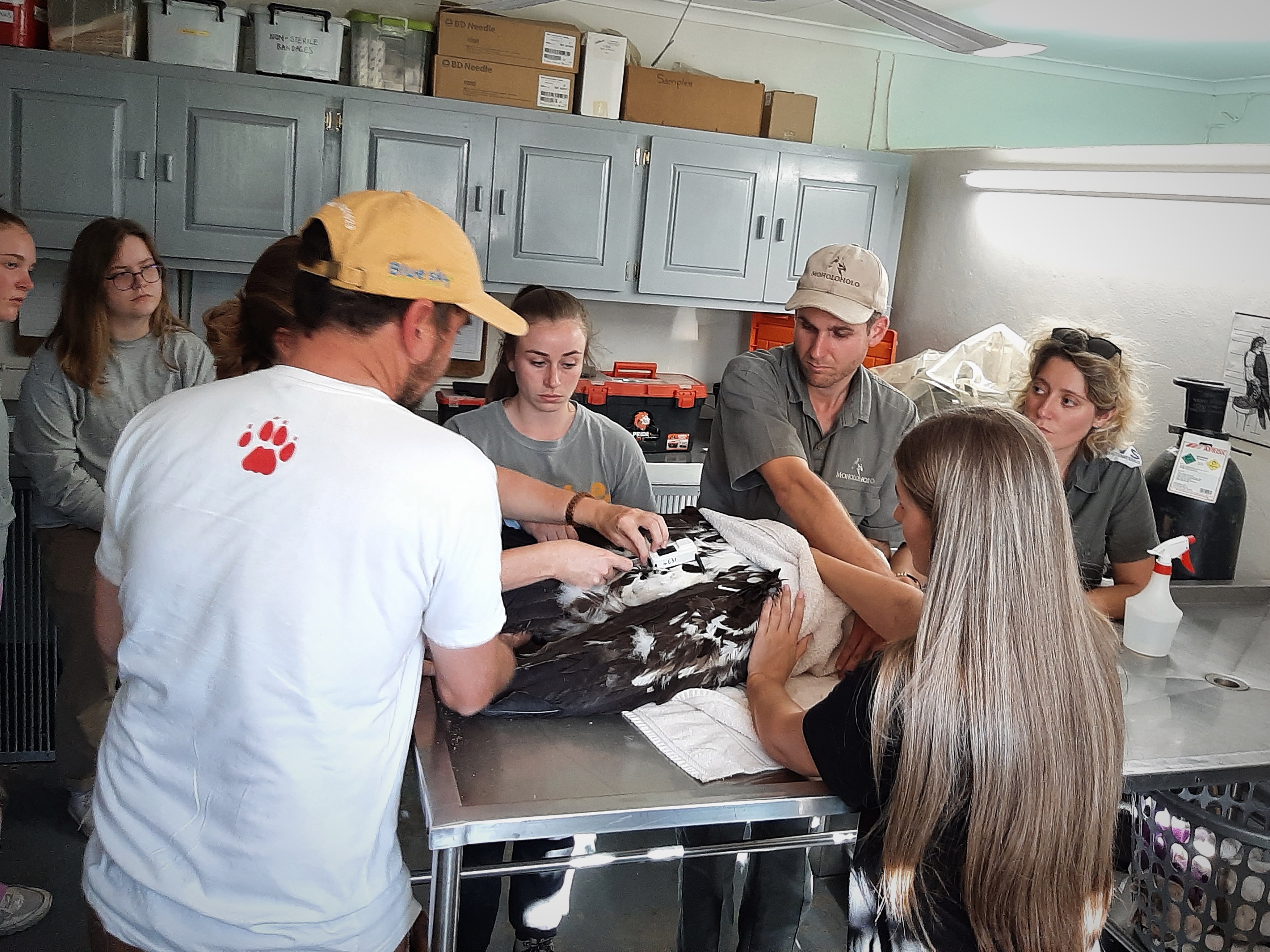 Animal care placements - Animal care placements - Group GPS tagging a vulture 