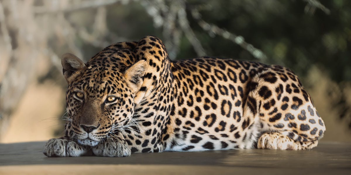 - Ems Abroad - EMS Vet Placement - Leopard Closeup with it lying down
