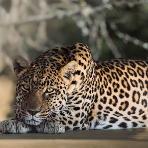 - Ems Abroad - EMS Vet Placement - Leopard Closeup with it lying down