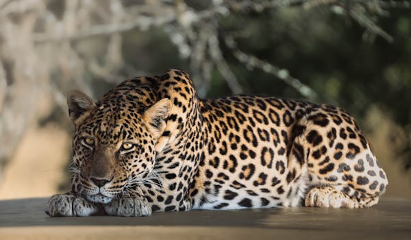 - Ems Abroad - EMS Vet Placement - Leopard Closeup with it lying down