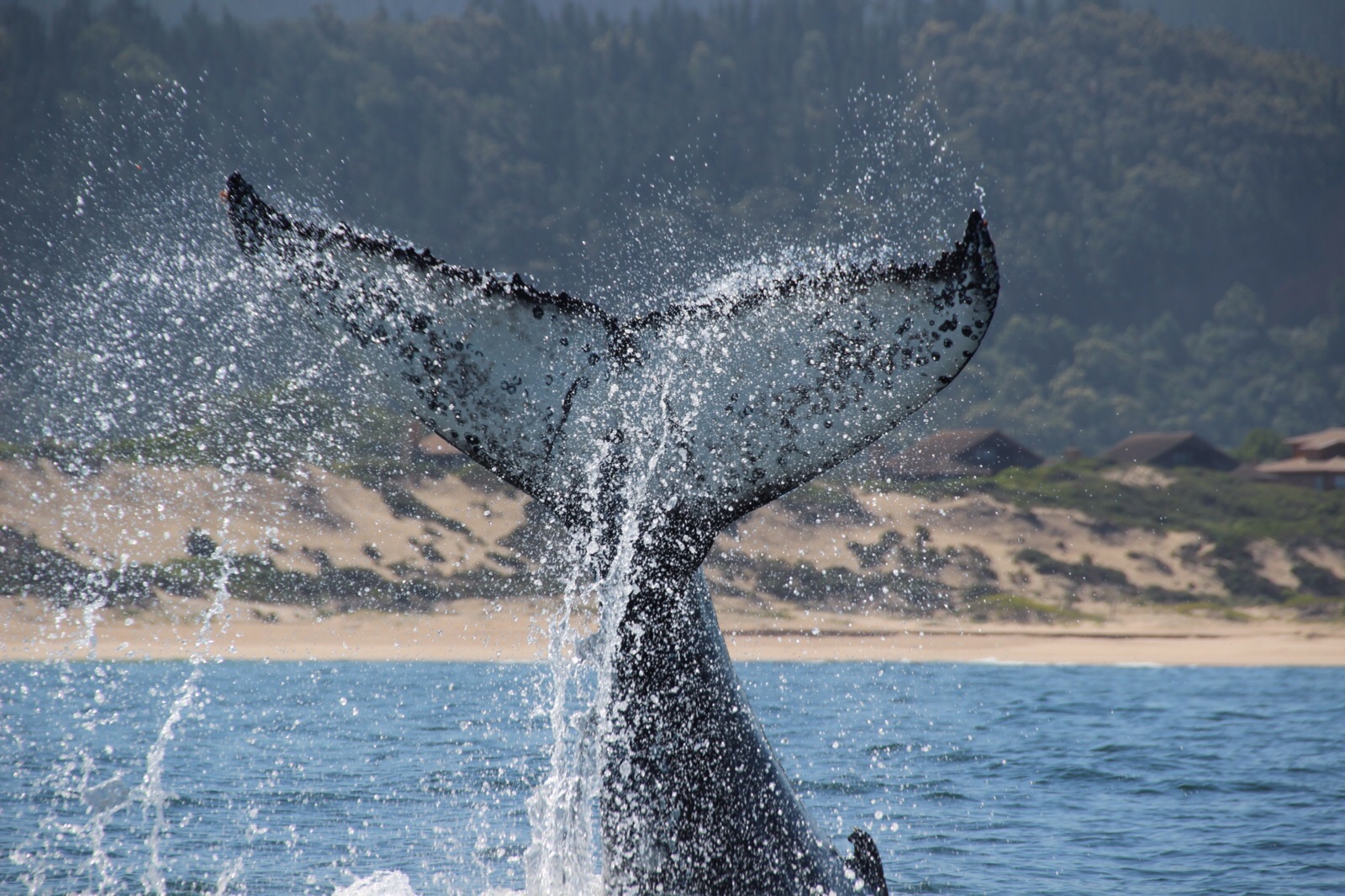Marine conservation volunteering - Marine Conservation - Whale tail flapping above the water line 