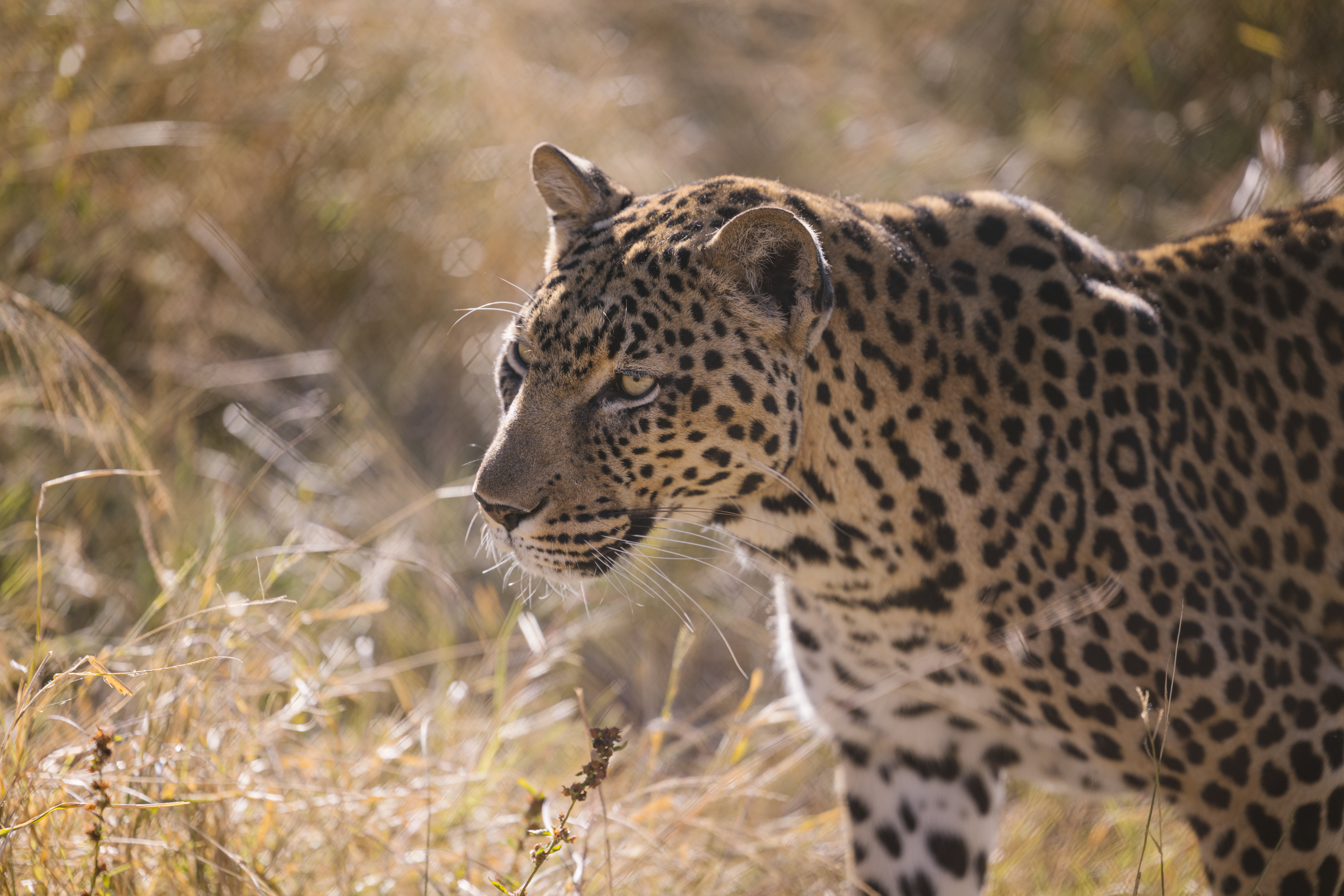 Best volunteer abroad programs - Recommended volunteer experiences - Closeup of a leopard in the bush