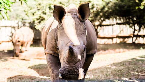 Rhino conservation volunteer - Rhino conservation experiences - Rhino looking straight at the camera
