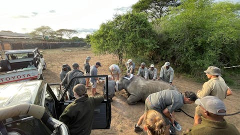 Rhino conservation volunteer - Rhino Conservation Experience - Conservation team working to look after sedated rhino