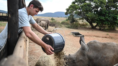 Rhino conservation volunteer - Rhino conservation experiences - Male feeding rhino pellets at an orphanage