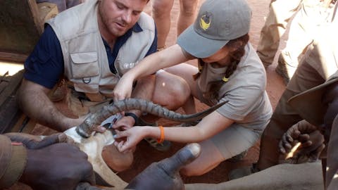 Wildlife vet volunteer - Wildlife veterinary experiences - Vet injecting an antelope with the guide of the qualified vet