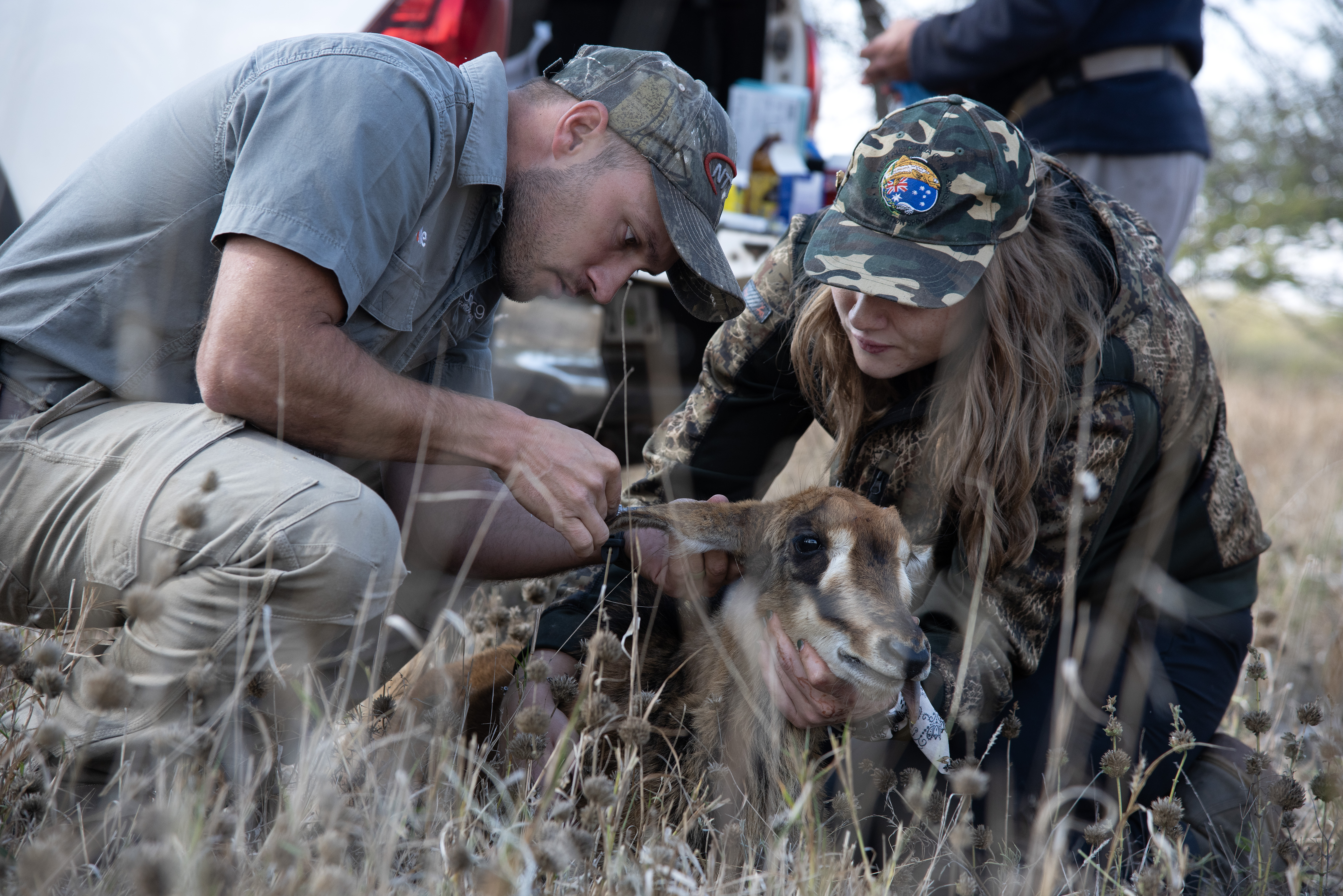 Wildlife vet volunteer - Wildlife veterinary experiences - Vet and student caring for an antelope out in the field