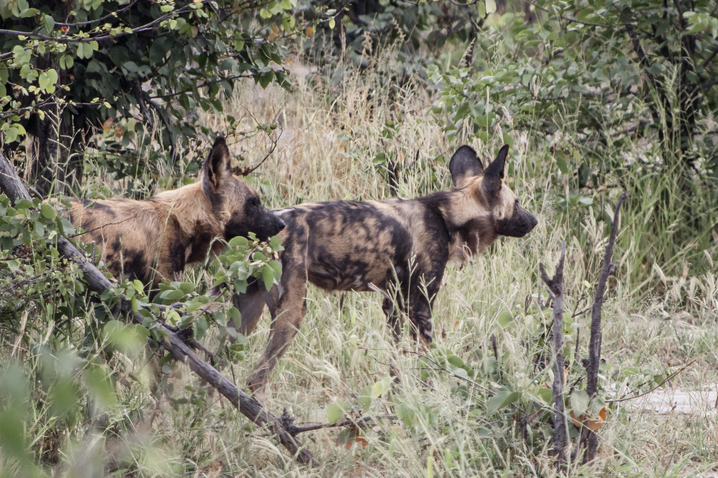 African Wild Dog experiences - African wild dog conservation volunteer - Two wild dogs out in the bush looking to the distance