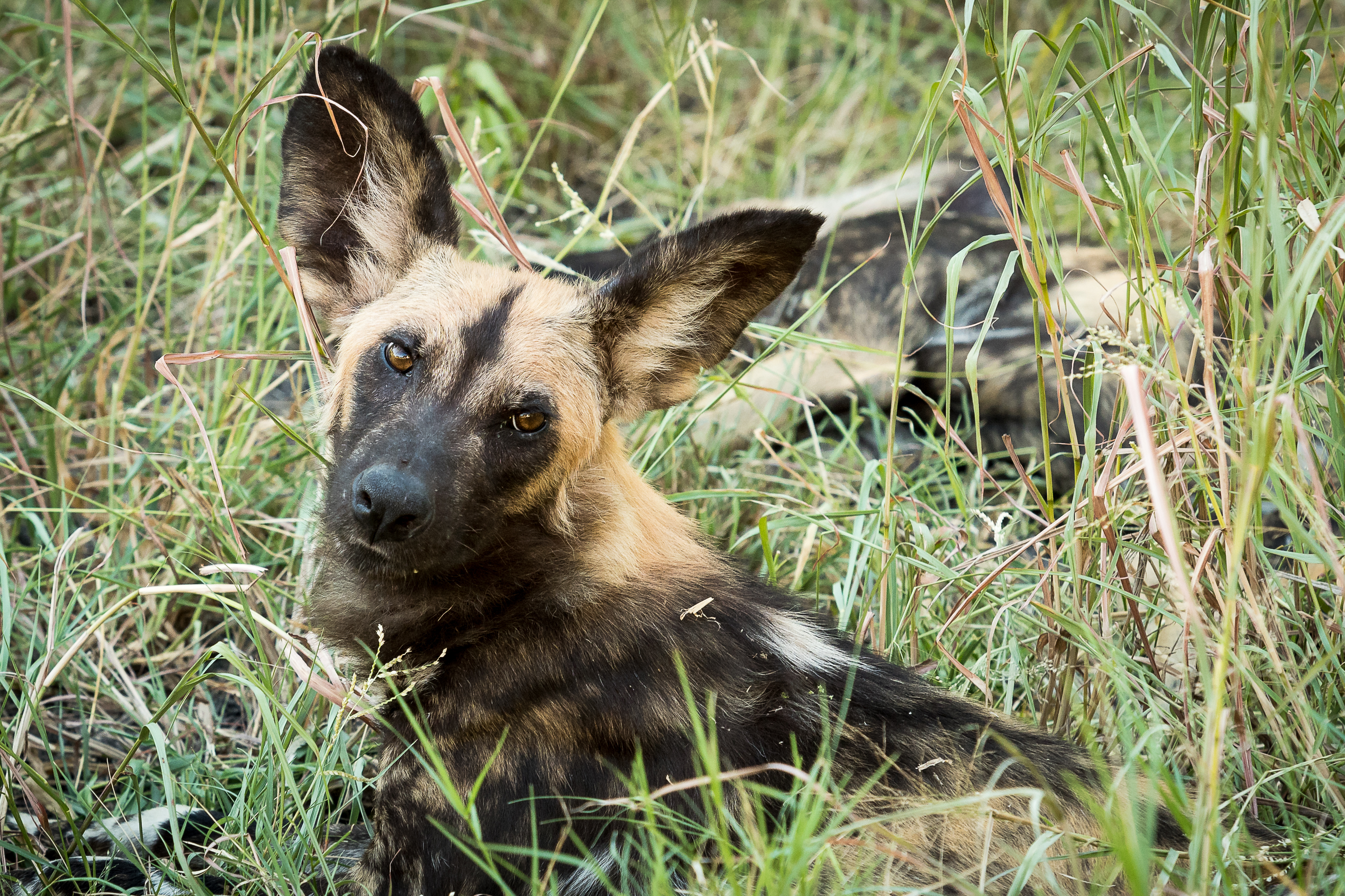 African Wild Dog experiences - African wild dog conservation volunteer - Wild Dog looking directly to the camera  