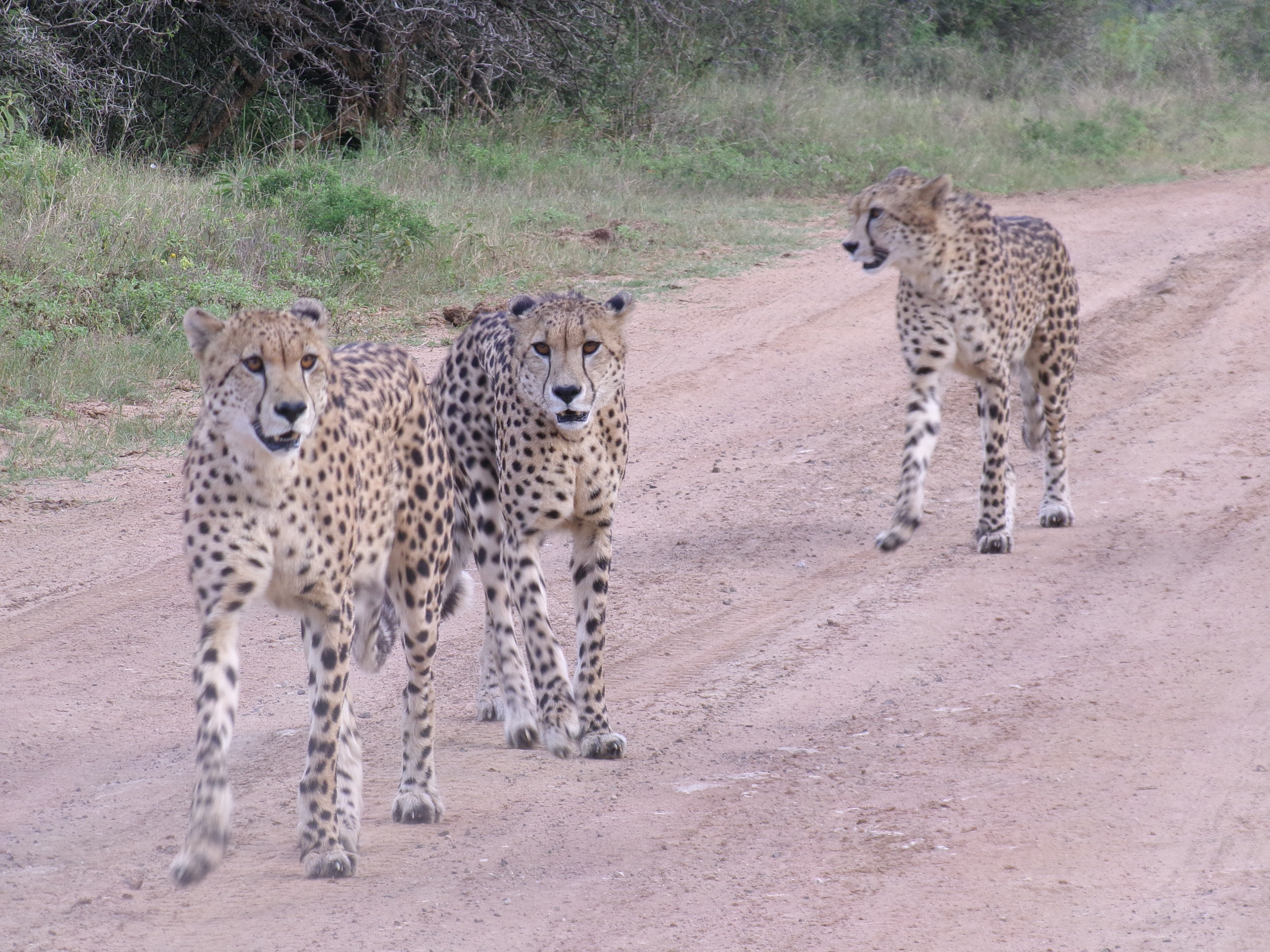 Cara Sexton: cheetahs on the road